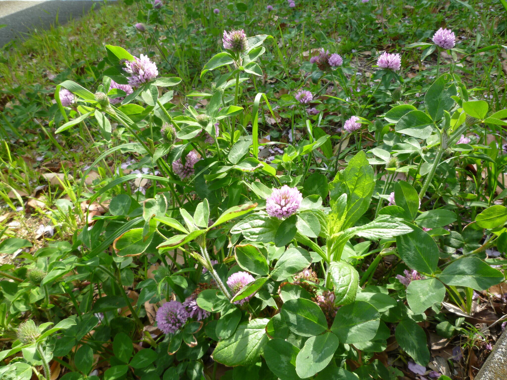 蓮華 れんげ の花 訂正 アカツメクサでした ブログ 長浜公園公式サイト 公益財団法人 横浜市緑の協会