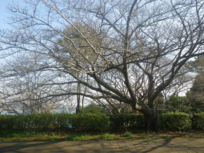 【野島公園】サクラの開花情報(3月5日)✿✿✿の写真