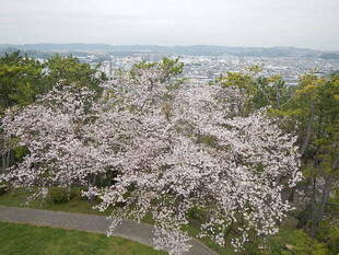 【野島公園】桜開花情報2020(3月31日)