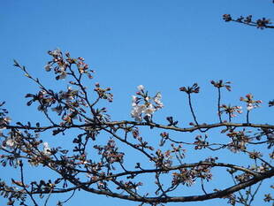 【野島公園】桜開花情報2020(3月25日)