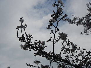 【野島公園】桜開花情報2020(3月27日)