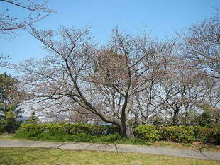【野島公園】桜開花情報2020(3月28日)