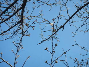 【野島公園】桜開花情報2020(3月19日)