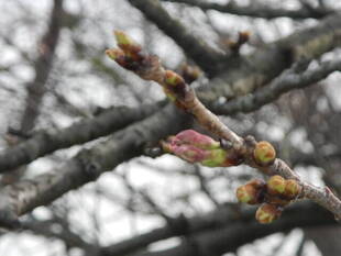 【野島公園】桜開花情報2020(3月13日)