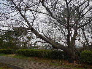 【野島公園】桜開花情報2020(3月9日)