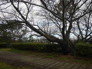 【野島公園】桜開花情報2020(3月15日)