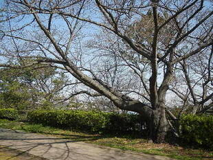 【野島公園】桜開花情報2020(3月21日)
