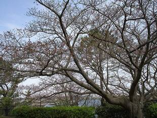 【野島公園】桜開花情報2020(3月22日)