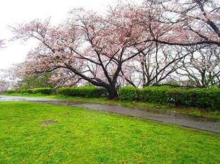 【野島公園】桜開花情報2020(3月29日)