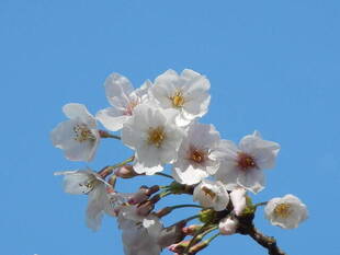 【野島公園】桜開花情報2020(3月26日)