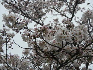【野島公園】桜開花情報2020(3月30日)