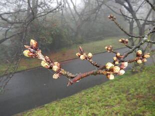 【野島公園】桜開花情報2020(3月10日)