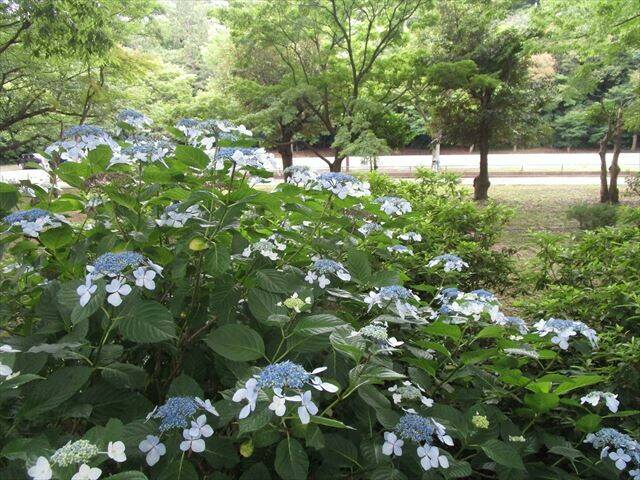 第1駐車場向いガクアジサイ_R.jpg
