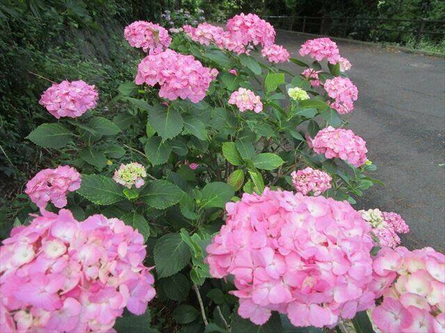 野島山園路セイヨウアジサイ_R.jpg