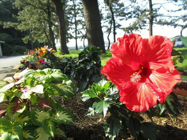 ハイビスカス.jpg