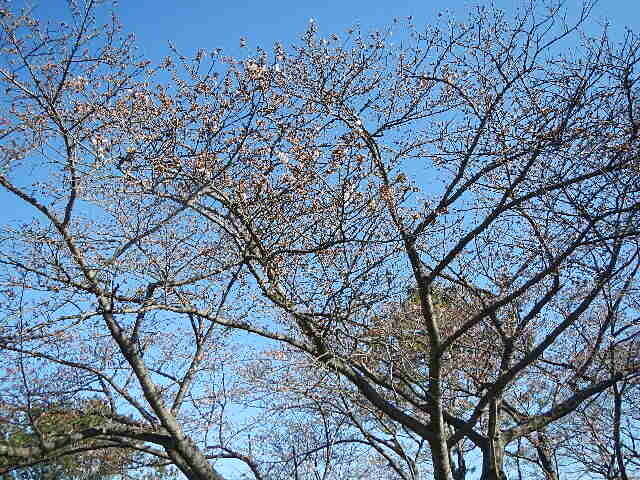 3月25日基準木アップ.jpg
