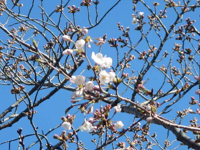 3月25日基準木花.jpg