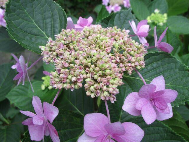 野島山園路ガクアジサイ_R.jpg