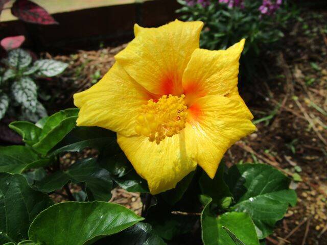 黄色いハイビスカス.jpg