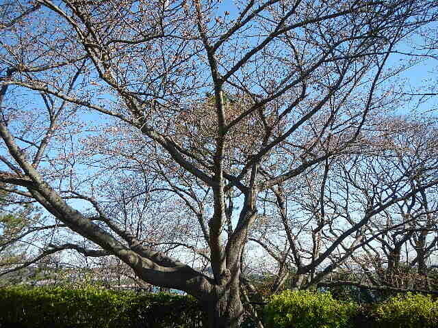 3月25日基準木.jpg