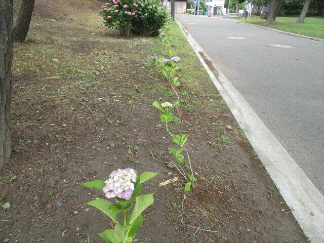 海岸園路アジサイ苗_R.jpg