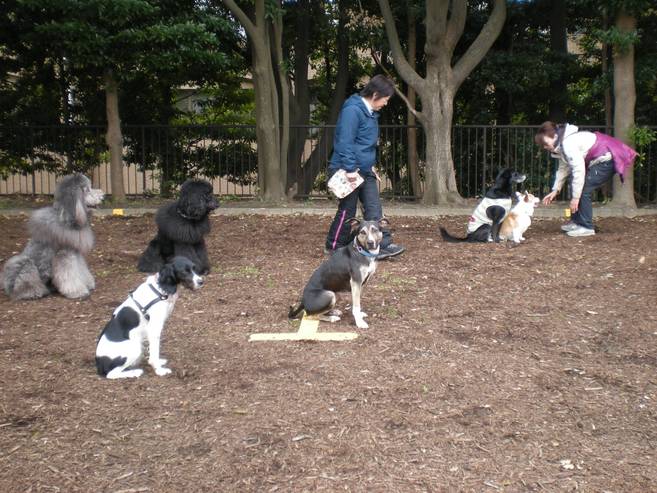 プロに学ぶ愛犬のしつけ方教室開催~愛犬のための災害への備え~の写真