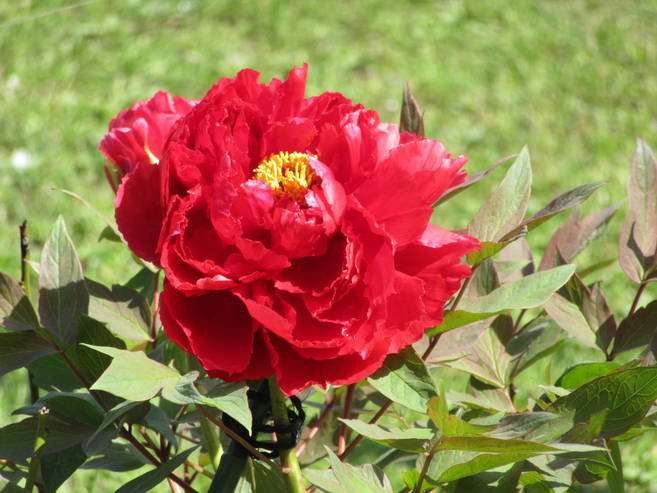 牡丹の花が咲きましたの写真