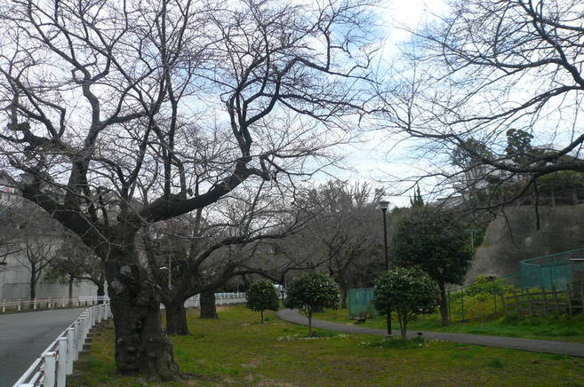 桜開花情報(富岡総合公園桜並木)【3月19日号】の写真