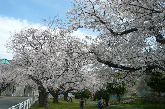 桜開花情報(富岡総合公園桜並木)【4月5日号】の写真