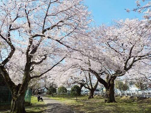 【開催中止】開園45周年記念 富岡総合公園感謝DAYの写真