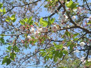 【サクラ開花情報2025】ソメイヨシノほか、園内の桜たちは葉桜となってきました🌸🍃