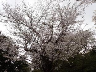 【サクラ開花情報2025】満開になりました🌸