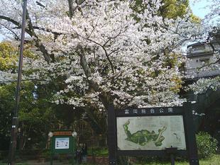 【サクラ開花情報2025】桜は儚く、散り際が美しい🌸