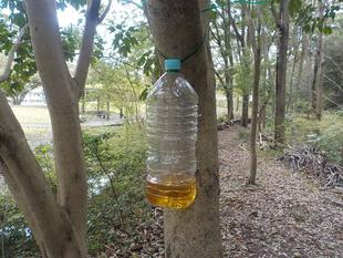 「スズメバチ駆除」作業をしました。