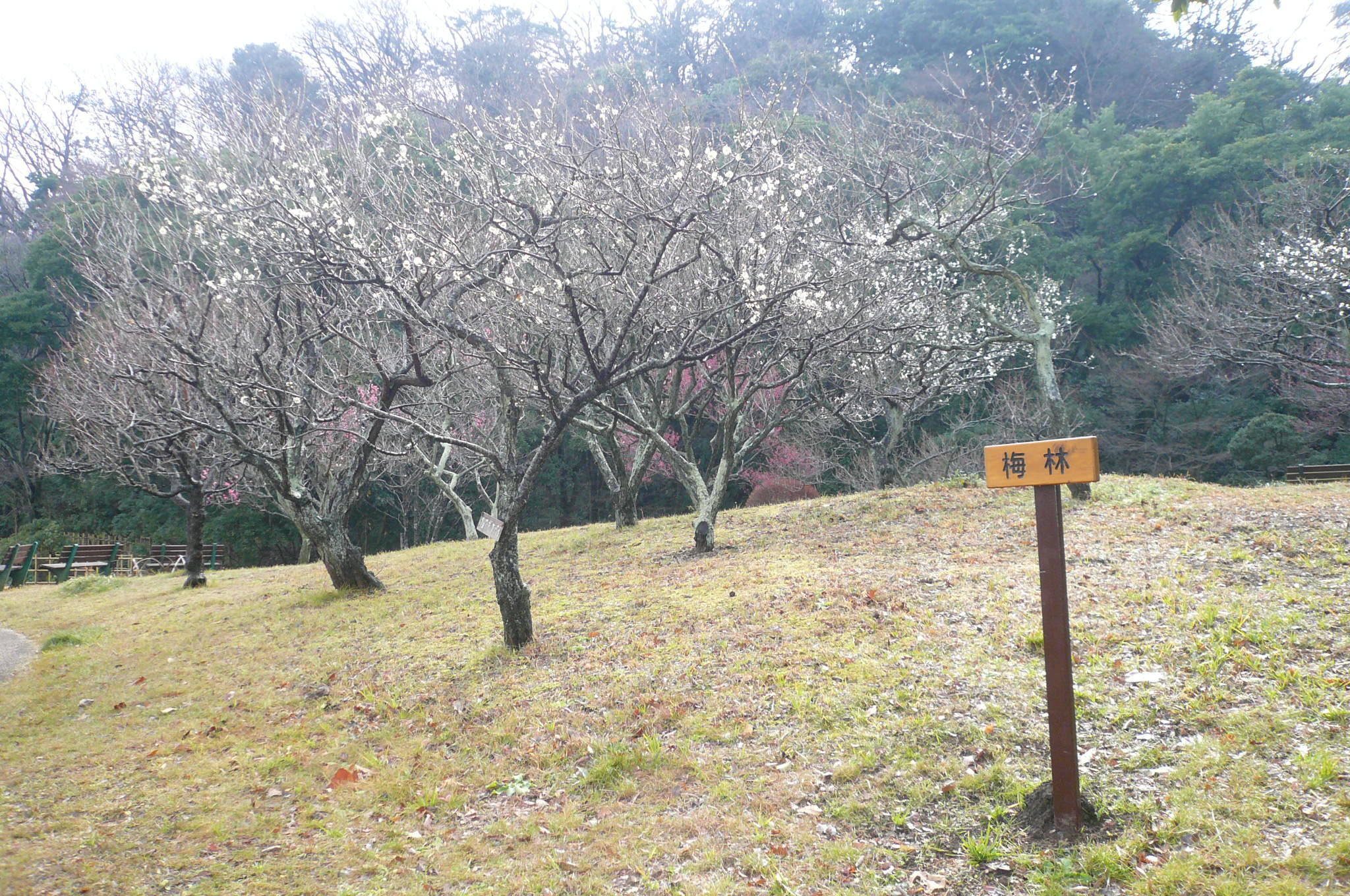 P1110447.jpg