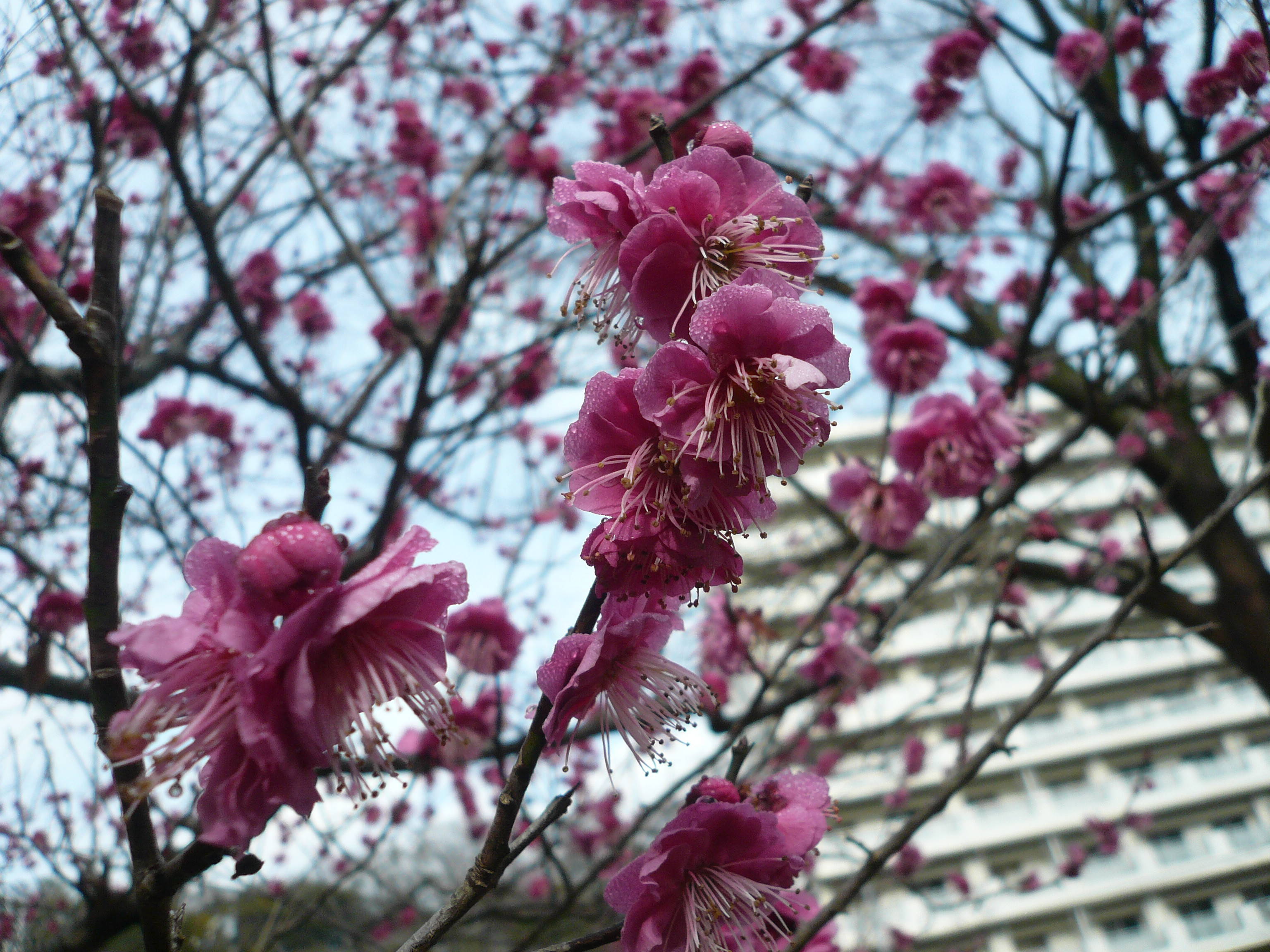 P1110455.jpg