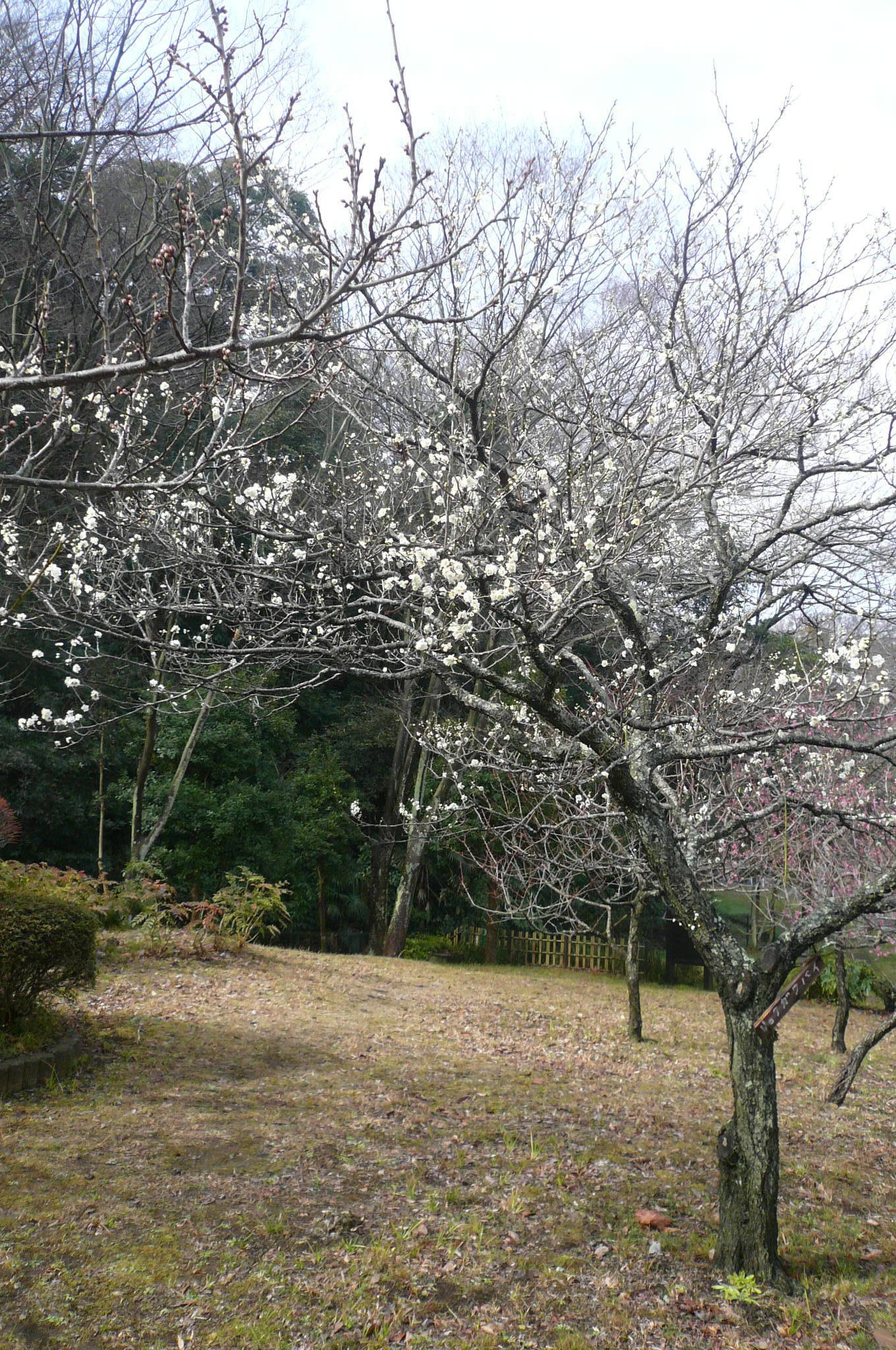 P1110457.jpg