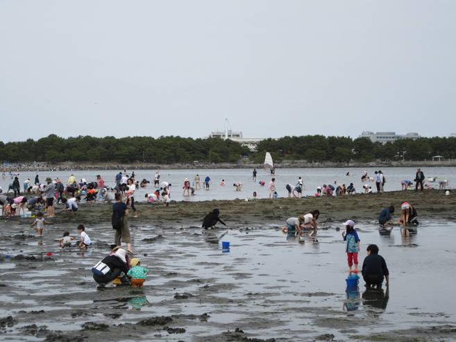 2017海の公園 「潮干狩り」 報告 【5月3日号】の写真