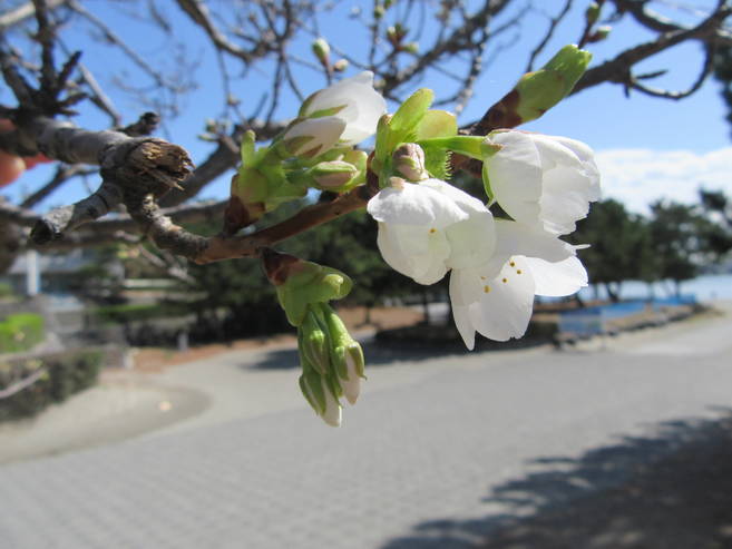 海の公園桜開花情報【3月23日号】の写真