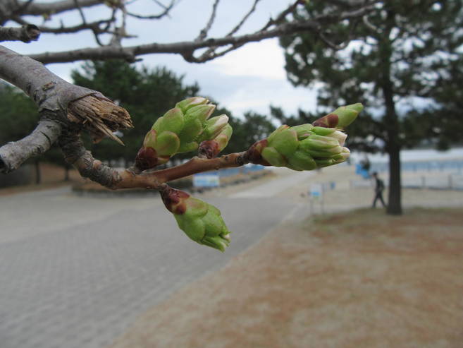 海の公園桜開花情報【3月19日号】の写真