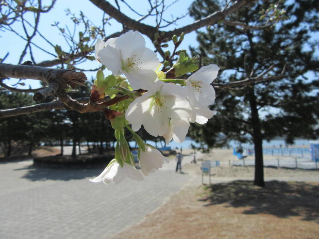 海の公園桜開花情報【3月25日号】の写真