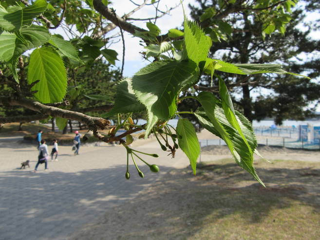 海の公園桜開花情報【4月8日号】の写真