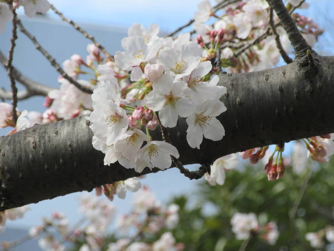 今年も海の公園の桜をお楽しみに!の写真