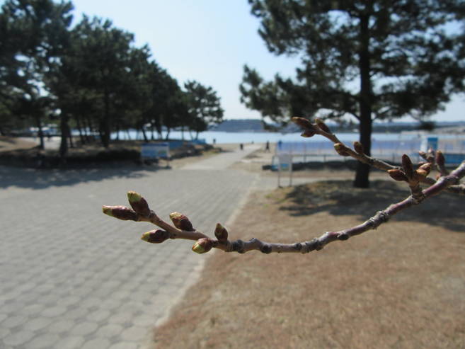 海の公園桜開花情報【3月17日号】の写真
