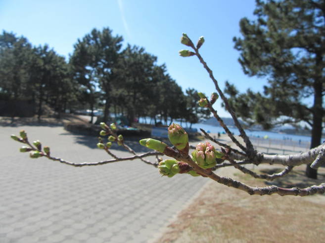 海の公園桜開花情報【3月24日号】の写真