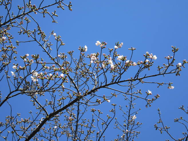 海の公園桜開花情報【3月27日号】の写真