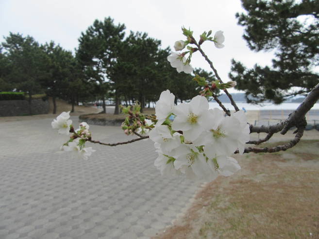 海の公園桜開花情報【3月30日号】の写真