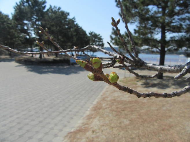 海の公園桜開花情報【3月20日号】の写真