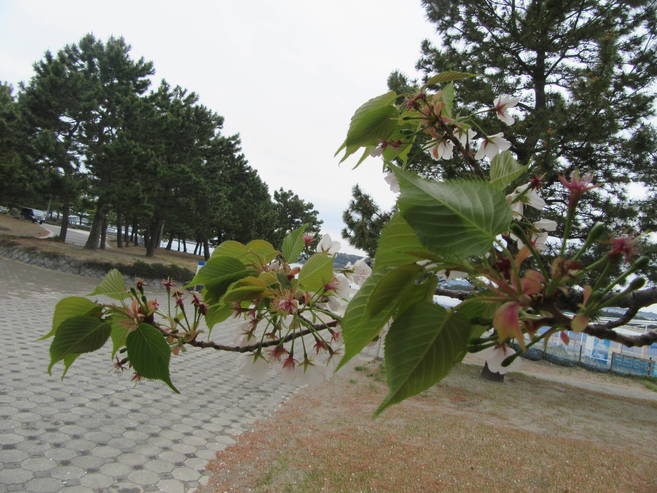 海の公園桜開花情報【4月12日号】の写真