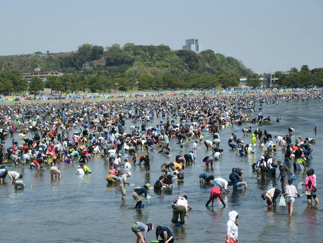2019海の公園 「潮干狩り」 報告 【4月20日号】の写真